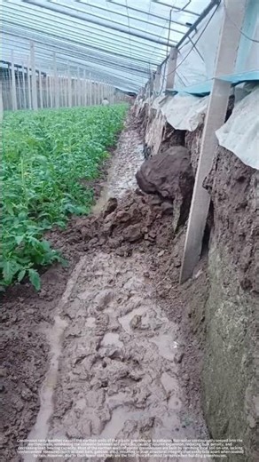 Continuous rainfall caused the greenhouse wall to collapse