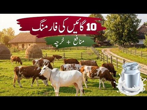 10 Cow Farming Business in Pakistan 🇵🇰 | Monthly Expense & Profit | Complete Guide 2026
