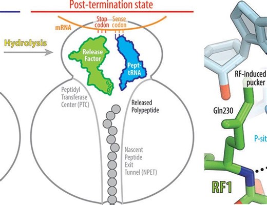 Ribosome Peptidyl-tRNA Hydrolysis: Release Factor Mechanism – Archyde