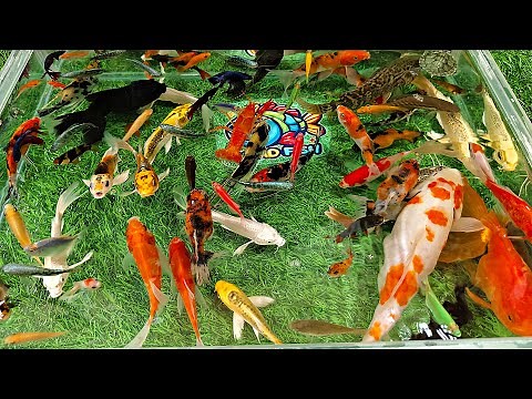 Unboxing Ikan Hias Warna Warni, Ikan Mas Koki, Ikan Oscar, Ikan Cupang, Ikan Lele, Ikan Glofish