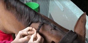 Jo Jackson – How to plait a horse's mane with plaiting bands | Horse&Rider UK