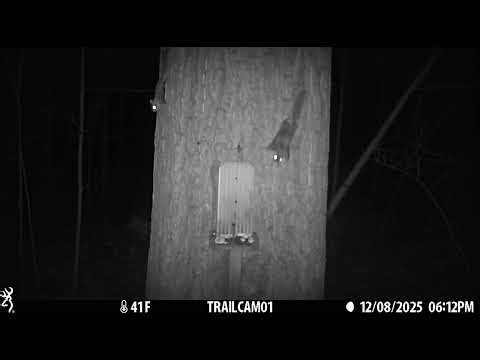 Flying Squirrels Feeding at the Squirrel Feeder