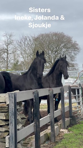 Sisters Ineke, Jolanda & Sjoukje ❤️❤️❤️❤️❤️ | The Friesian Experience
