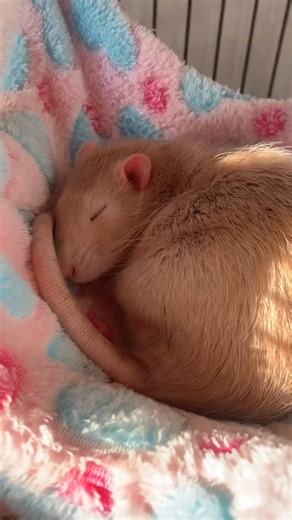 1.6K views · 188 reactions | sleepy morning with sid -  Source: @ the_aristorats on TikTok All credit are reserved for their respective Owners | Rat Unity | Facebook