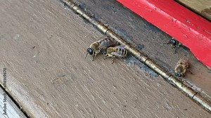 honey bee Drones are ejected from the bee hive by the worker bees in late autumn,dying from exposure and the inability to protect or feed themselves.Beekeeping concept,brutal effectivity of bee colony Stock Video