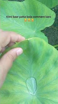 Guttation in Plants Explained 🌱 | Water Droplets on Leaf Tips | Not Dew! #biology #vlog #neet2026