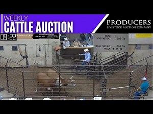 9/7/2023 - Producers Livestock Auction Company Cattle Auction