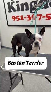 Boston Terrier named Blu #bostonterrier #doggroomer #dogbath #tutorial