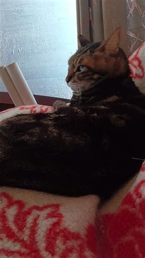 しるくる 可愛いに溢れる日曜（いつも）