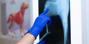 Explore Your Career Opportunities With a Master of Science Concentration in Veterinary Forensic Sciences  »  Veterinary Forensic Sciences Online Graduate Programs » College of Veterinary Medicine » University of Florida