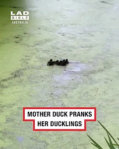 7.9M views · 153K reactions | "I'm here... now I'm gone!" 藍 | LADbible Australia | Facebook