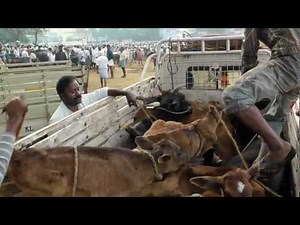 How many cattle can you transport on one truck?