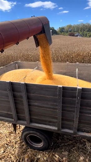 part 1 Thanks to @BASF Careers NA for sponsoring the Real Results Yield Challenge on my farm. Make sure to send in your harvest results by December 1st 2025 for your chance to win a 2-year lease of a Ford F-250 Superduty truck here: https://agriculture.basf.us/crop-protection/Campaigns/real-results-yield-challenge.html Always read and follow label directions. Veltyma, Revylok and Revytek are registered trademarks of BASF. Ford, Super Duty and Lariat are registered trademarks of the Ford Motor Co