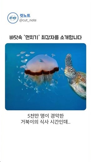 바다거북이 풀만 먹는다고 생각했다면 이 영상을 보세요