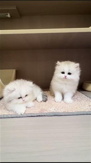 This Fluffy Kitten Went From Belly Time to Toy Mode