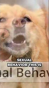 Uncovering the Surprising Truth: Dogs Masturbate for These Unexpected Reasons!