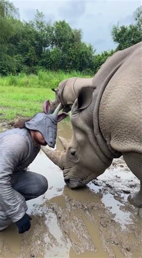 infiltrarse con rinocerontes de java #infiltration #animals #disfraz #rinoceronte #humor #comedia