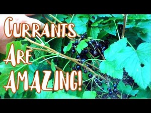 Currants are AMAZING!