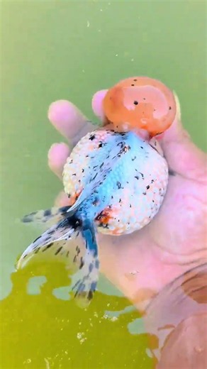 Crown pearl goldfish will be able to breed in the autumn! #goldfish #fish #koi
