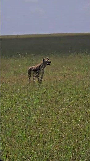 Hyenas Hunting Hours 🐾 Tracking the Scent for the Perfect Kill | Wild Africa