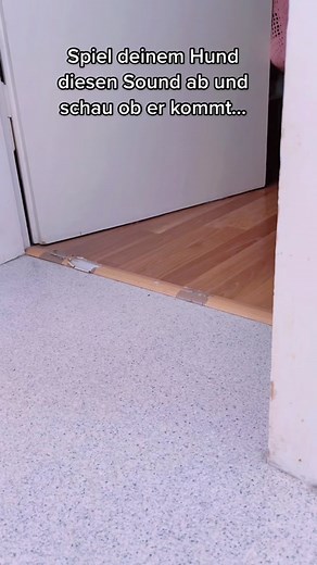 Engaging Dog Games: Sound Test for Your Pet