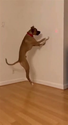 Boxer Mix Battles the Elusive Red Dot (The Laser Hunter) 😂 #funny #goldenretreiver