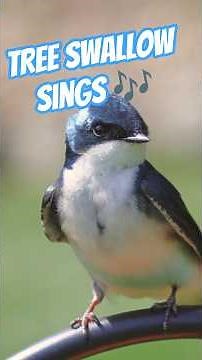Male Tree Swallow Calls #birds #backyardbirds #treeswallow