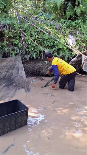 Toman Jumbo 10kg: Keceriaan Memancing