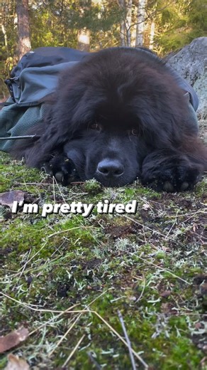 This giant puppy has no idea how big he is — adorable and hilarious!