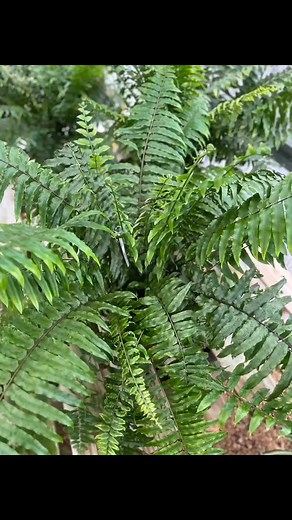 Macho Fern💪 | Bellflower Garden Center