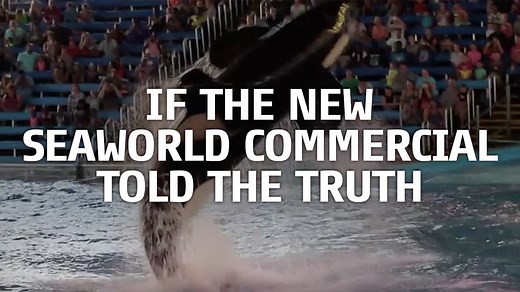 91K views · 2K reactions | Hahaha ... if the new #SeaWorld commercial actually told the truth. "Because you know what whales hate? The ocean. They hate it. It's like telemarketers to them." | peta2 | Facebook