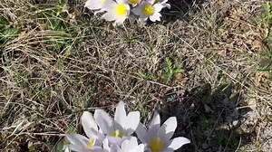 Spent some time this morning out enjoying the sun and warm temperatures after the rain last night and found some more beautiful Prairie Crocuses 😍 🌸 With the heat here and more coming, they won’t last much longer, so if you haven’t had a chance to see any yet this Spring I recommend venturing out over the next couple of days before they begin to fade away again until 2024! -Justin. 🤓 | The Weather Centre of Manitoba