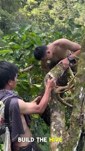 Thousands of Bees Build a Hive on a Tree 🐝🌳