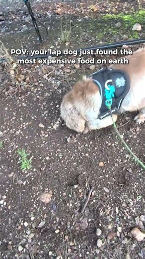 Why I grow truffles