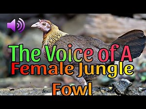 WILD FEMALE CHICKEN SOUND