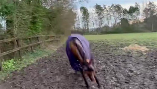 Happy Sunday ! Tommy Dillion having some fun 🐎 | Richard Rowe Racing.
