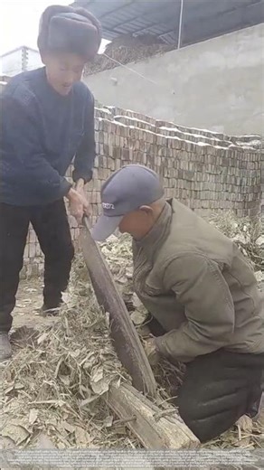 Chopping straw with a cleaver to cut silage