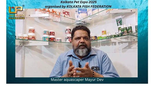 In a freewheeling chat with Master Aquascaper Mayur Dev, shares invaluable insights into his remarkable journey,Aquascaping scene in India, about the passion and purpose behind his brand Life AAYU and more! #Aquascaper #aquascaping #aquarium #fishkeeping #aquariumtechniques Mayur Dev Aquascaper | UP WORDS