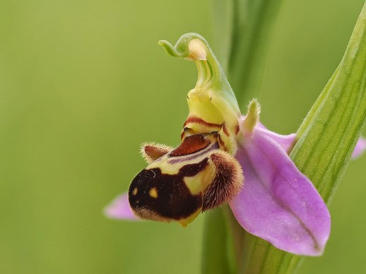 The Incredible Bee Orchid, a Flower That Mimics a Female Bee to Attract Males