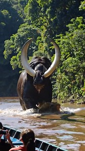 A mysterious creature believed to be an EXTINCT species has been spotted on camera, and people are calling it one of the most shocking wildlife discoveries ever. The size, shape, and movement match animals that were thought to have disappeared centuries ago. Experts are silent, and the footage is spreading fast online. Could this be a real extinct species returning, a rare survivor, or something created by AI/CGI? 👀 WATCH TILL THE END! 💬 Comment your theory: REAL or FAKE? 👍 Like & 🔔 Subscrib