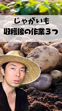 「収穫したら終わり」は大間違い！じゃがいも収穫後にやるべき3つのこと #家庭菜園 #家庭菜園初心者 #夏野菜栽培