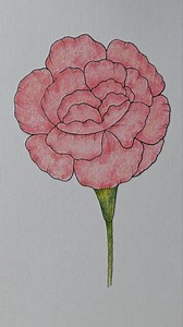 How to draw a Carnations flower drawing | Mini Drawing