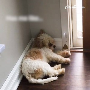 217K views · 678 shares | Bored and lonely? Come and join our exclusive pet club on Patreon! https://bit.ly/35Ul2rD | Try Not to Laugh | Facebook