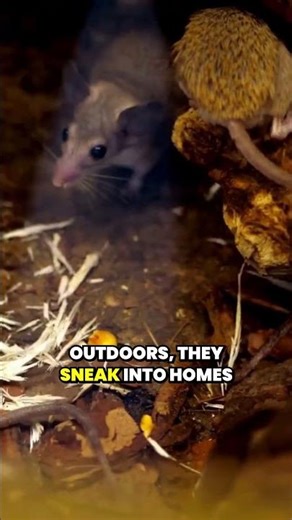 Why Do Mice Try to Enter Homes Before Winter in Ohio?
