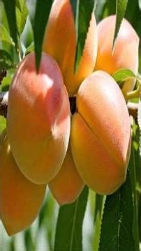 Inside the Farm: Arctic Sweet Nectarines – From Blossom to Golden Harvest Fruit Trays