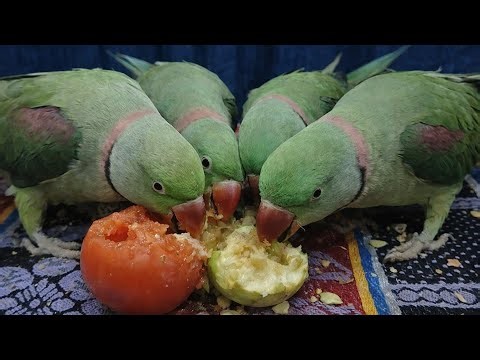 Radhe Radhe|| 🔴 Live Bolta Parrot Real Time Reaction 🦜|| Live Parrot Cam 🦜 | Non Stop Talk & Fun