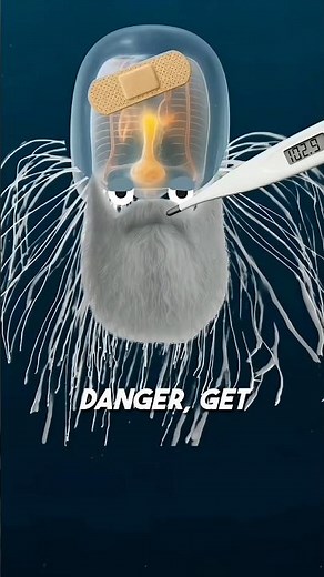 Life Of The Immortal Jellyfish 🪼