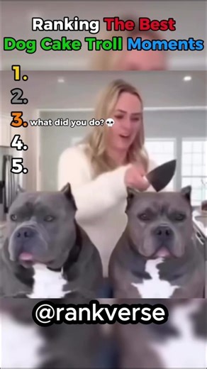 Hilarious Animal Videos That Will Make You Laugh