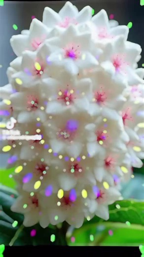 Videos de Antonia Jiménez🇻🇪🫶🏻❤️ (@antonia.jimnez306) con “Encontré El Amor Verdadero y Sincero - Reflexiones Diarias✝️”