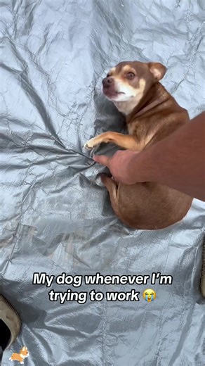 Funny Dogs Interrupting Their Owners